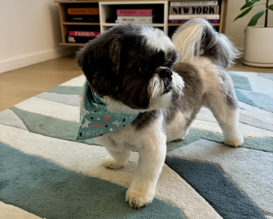 A photo of Omelette, the shih tzu